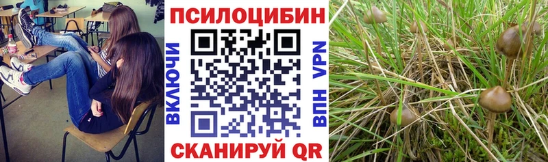 где продают   Курильск  Галлюциногенные грибы MAGIC MUSHROOMS 